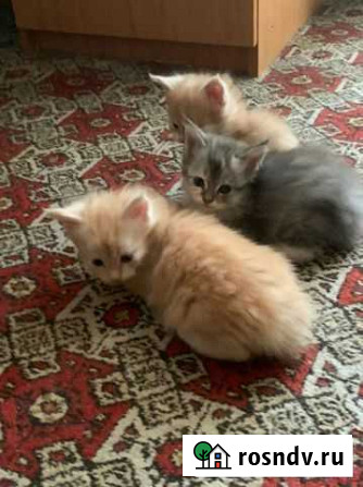 Котята мейн-кун Воронеж - изображение 1