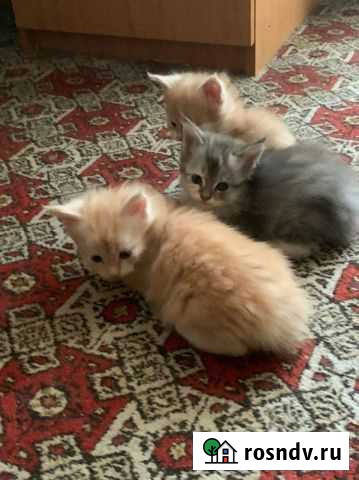 Котята мейн-кун Воронеж - изображение 1