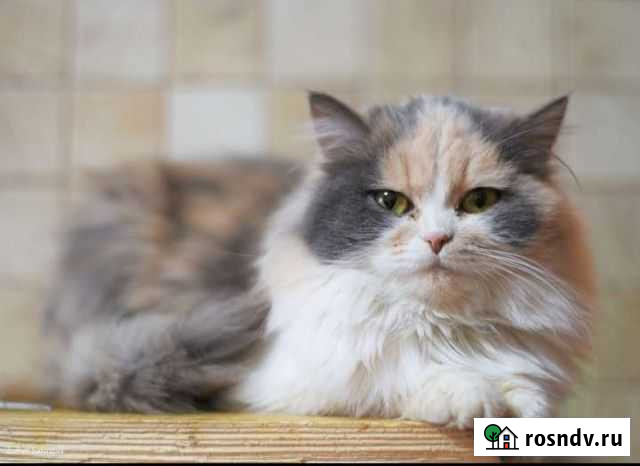 Кукольная кошечка, пушистая пепельная черепашка, м Ишимбай - изображение 1