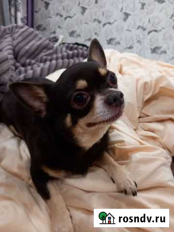 Чихуахуа Арзамас - изображение 1