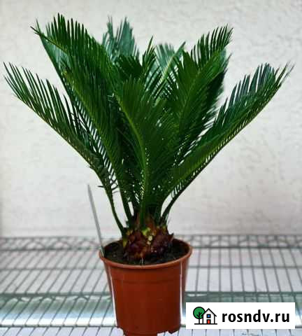 Цикас Симферополь - изображение 1