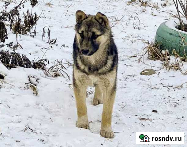 Алу - крупная щенок-девочка в дар Иркутск - изображение 1