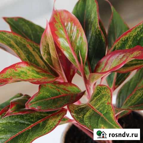 Горшочные цветы Нефтекамск - изображение 1