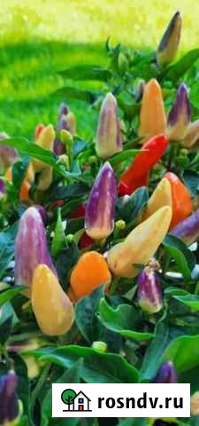 Перец комнатный, семена Тольятти - изображение 1