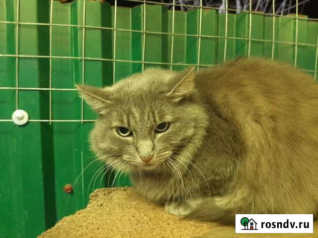 Ксюшенька ищет дом Тамбов - изображение 1