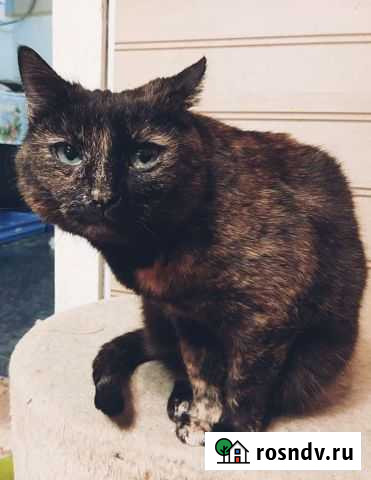 Кошка Жужа, стерилизована, привита, доставка Тамбов - изображение 1