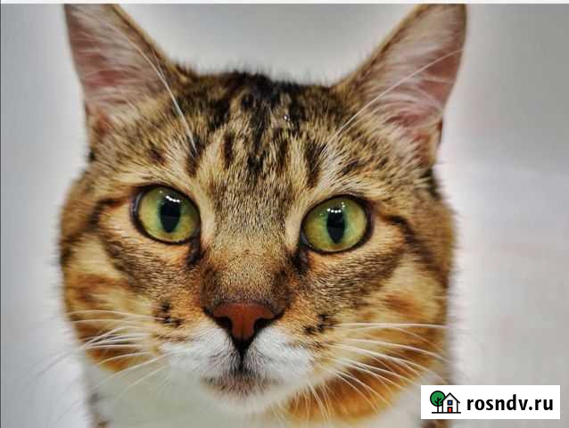 Кошка Благовещенск - изображение 1