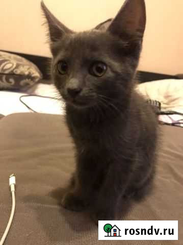 Котята в добрые руки бесплатно Рязань - изображение 1