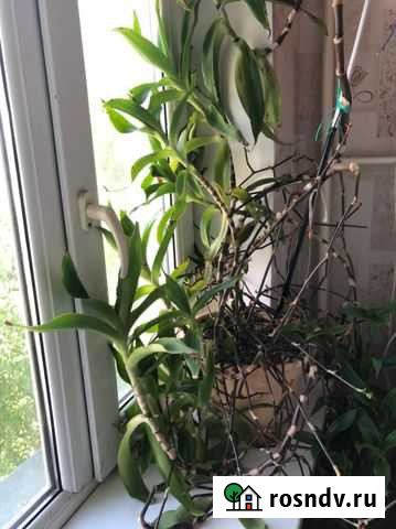 Комнатные растения цветы бесплатно Грозный - изображение 1