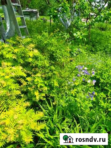 Спирея Обнинск - изображение 1