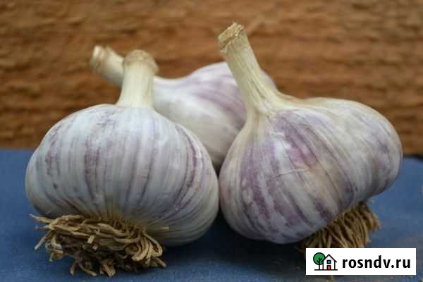 Чеснок зимний Омск - изображение 1
