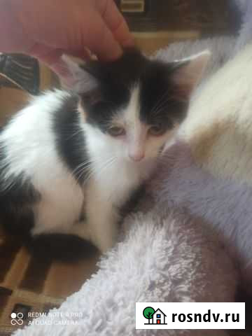 Котёнок в добрые руки Владимир - изображение 1