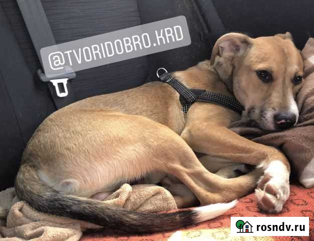 Пес ищет дом Выселки - изображение 1