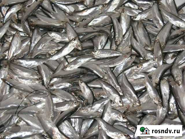 Свежая тюлька Арск - изображение 1