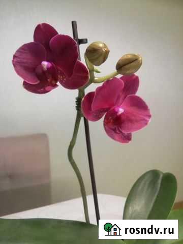 Орхидея фаленопсис Тольятти - изображение 1
