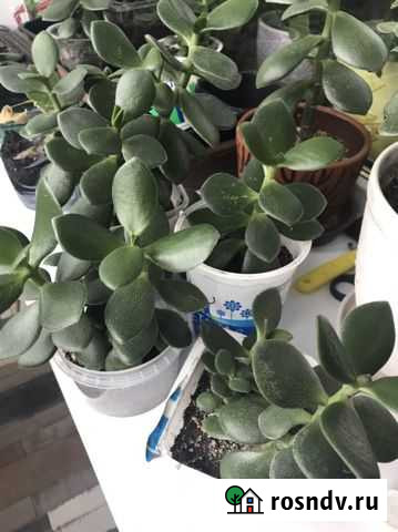 Толстянка Барнаул - изображение 1