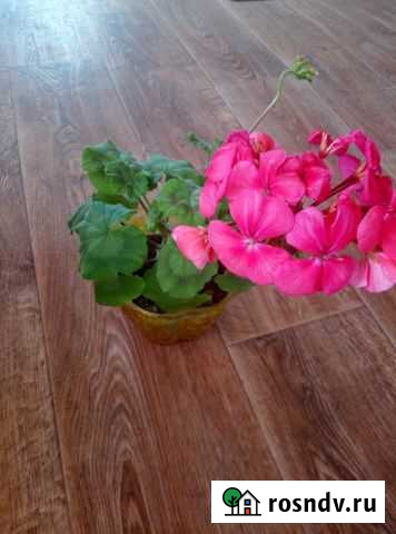 Пеларгония герань, отдам как на фото с кашпо Канск - изображение 1