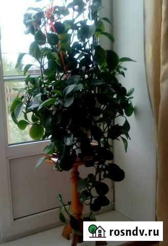 Растение пеперомия Нижний Тагил - изображение 1