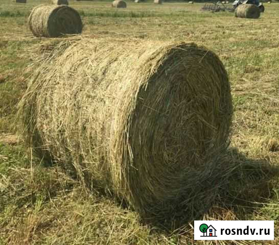 Сено в рулонах Черняховск - изображение 1