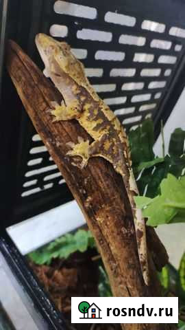 Реснитчатый бананоед Санкт-Петербург - изображение 1