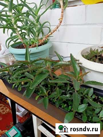 Каланхоэ Курск - изображение 1