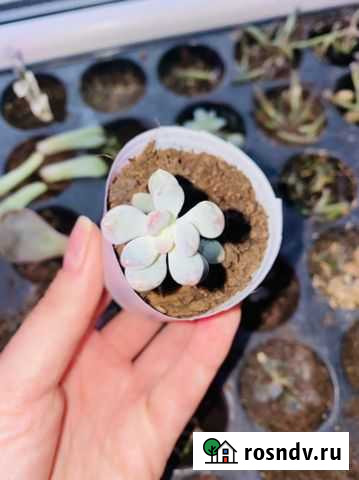 Пахиверия belle blue Свободы - изображение 1