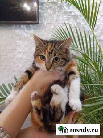 Кошка Краснодар