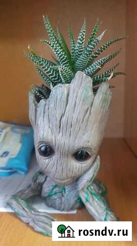 Суккулентик в горшочке Грута) прекрасный подарок Мичуринск - изображение 1