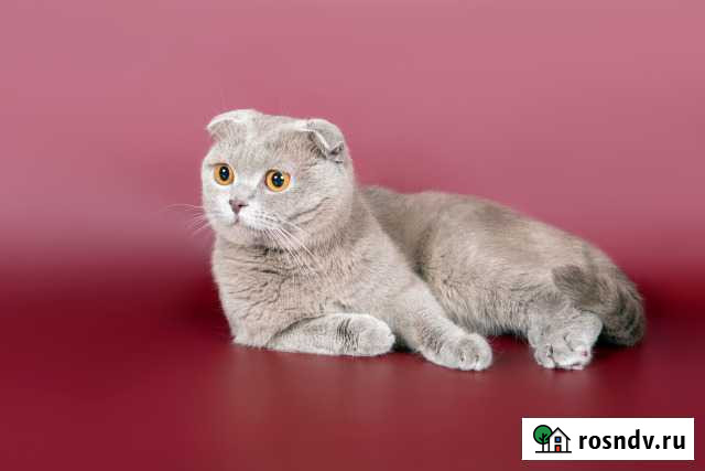 Вязка Шотландский вислоухий котик Курск - изображение 1