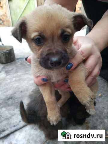 Щенки в добрые руки бесплатно Рубцовск - изображение 1