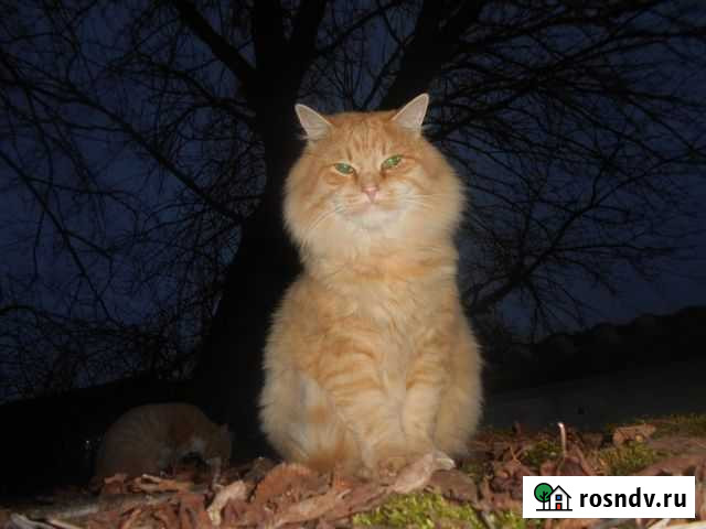 Котик Белые Берега - изображение 1