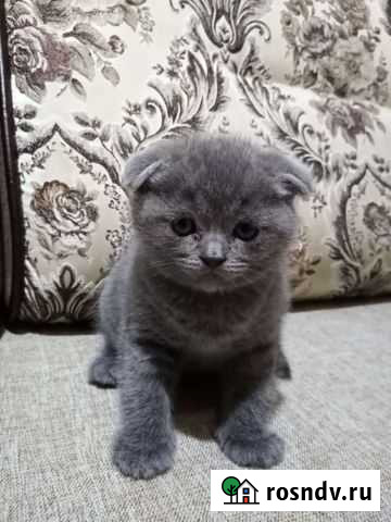 Шотландские котята Владикавказ - изображение 1