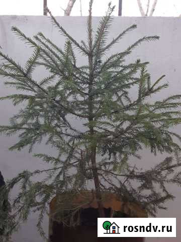 Ель в горшке Черноморское - изображение 1