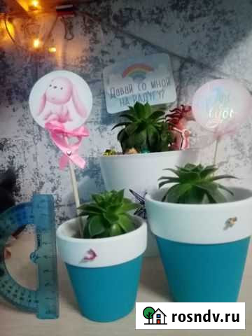 Кактусы и суккуленты Переславль-Залесский - изображение 1