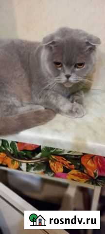 Шотландская Белая Глина - изображение 1