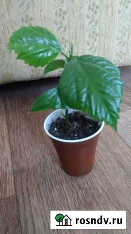 Гибискус Искитим - изображение 1