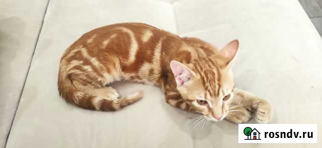 Котик бесплатно в добрые руки, выкинули в такой уж Краснодар - изображение 1