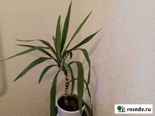 Юкка с плошкой Владимир - изображение 1