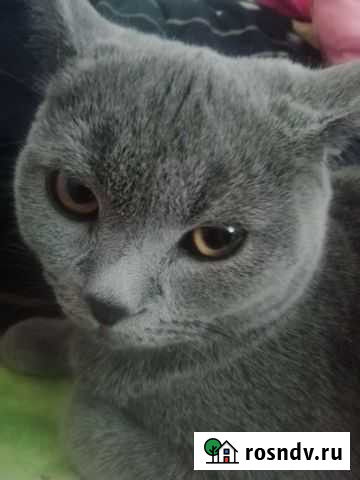 Британская Нартан - изображение 1