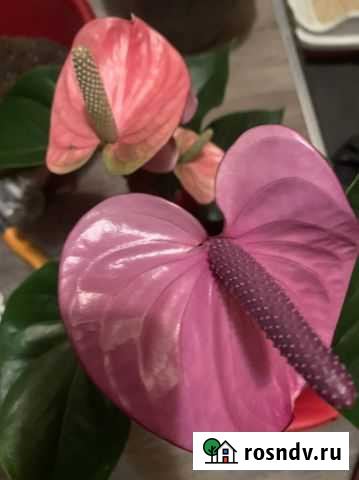 Ковалли антуриум Минусинск - изображение 1