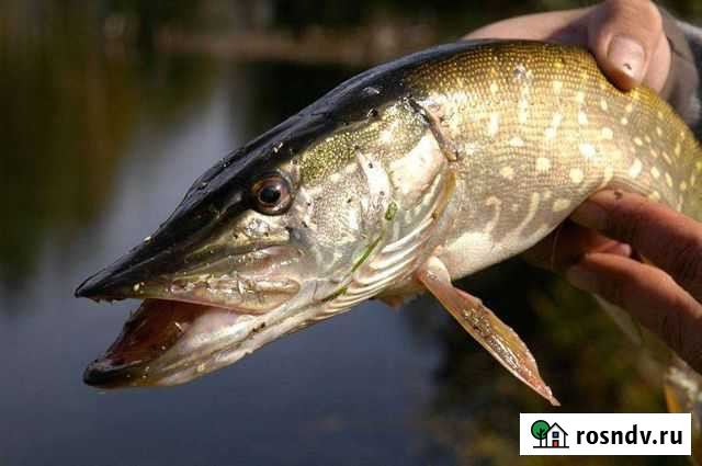 Свежая щука Тольятти - изображение 1