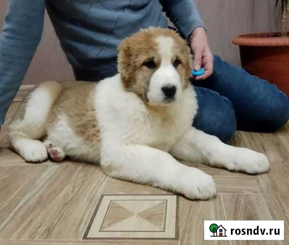 Щенки алабая Екатеринбург - изображение 1