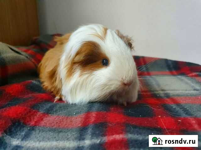 Морские свинки Новосибирск - изображение 1