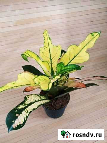 Кротон Вилма Стерлитамак - изображение 1