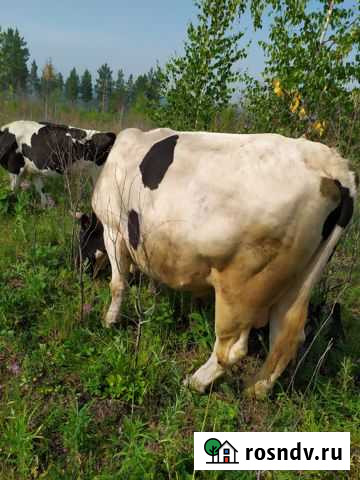 Бык 3,5 г.на мясо Братск - изображение 1