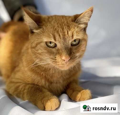 Ярко рыжая кошка Краснодар - изображение 1