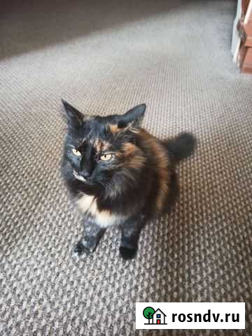 Кошка в дар Омск - изображение 1