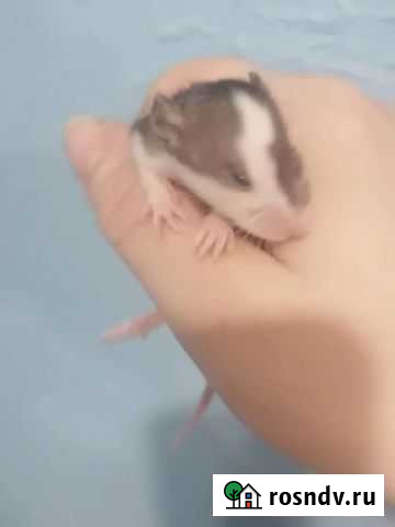 Крысята дамбо Петрозаводск - изображение 1