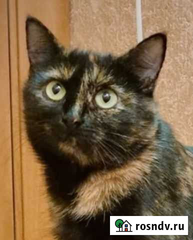 Черепаховое чудо ищет дом Воронеж - изображение 1