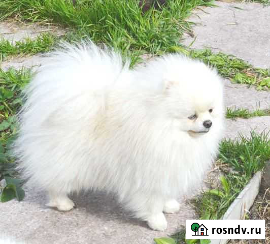 Померанский шпиц для вязки Новокузнецк - изображение 1